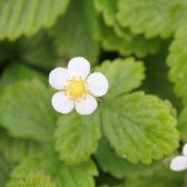 6x Fragaria vesca - Bosaardbei - Pot 9x9 cm