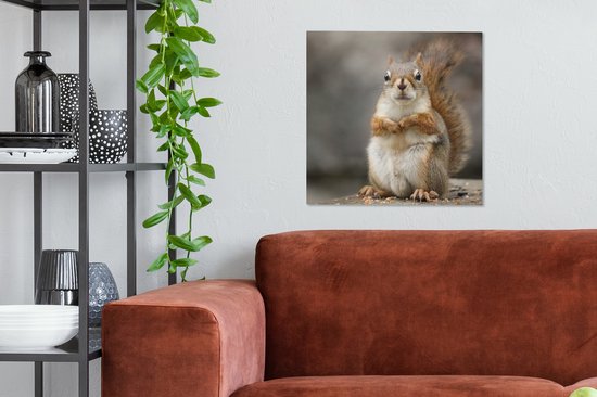Tableau sur toile Écureuil vue rapprochée - 50x50 cm - Décoration murale