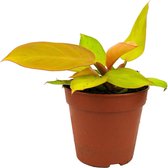 Philodendron "Prince of Orange"  Ø 12cm  Kersenrood