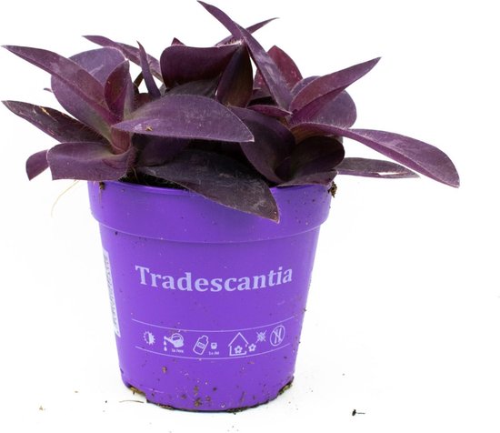 Tradescantia "Pallida" Ø 12cm Paarse hart plant