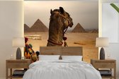 Behang - Fotobehang Egypte - Kameel - Piramide - Breedte 300 cm x hoogte 300 cm