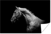 Poster Paard - Licht - Halster - 180x120 cm XXL