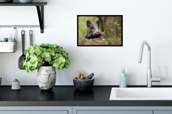 Cadre photo avec affiche - Sanglier - Forêt - Animal - 30x20 cm - Cadre pour affiche