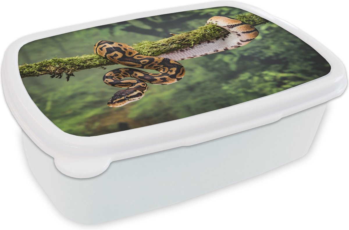 Broodtrommel Wit - Lunchbox - Brooddoos - Slang - Tak - Regenwoud - 18x12x6 cm - Volwassenen