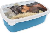 Broodtrommel Blauw - Lunchbox - Brooddoos - Paarden - Hooi - Dieren - 18x12x6 cm - Kinderen - Jongen