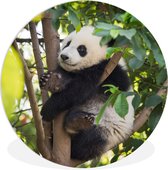 WallCircle - Wandcirkel ⌀ 30 - Panda - Dier - Boom - Ronde schilderijen woonkamer - Wandbord rond - Muurdecoratie cirkel - Kamer decoratie binnen - Wanddecoratie muurcirkel - Woonaccessoires