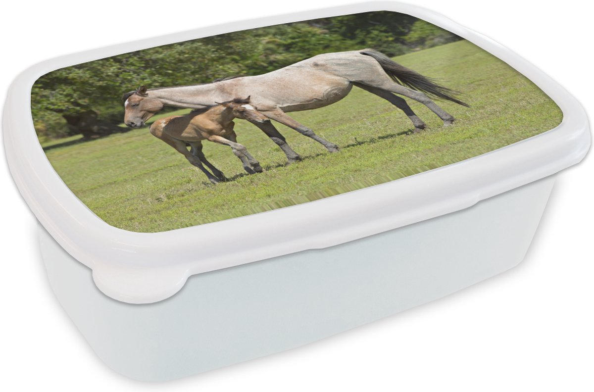 Broodtrommel Wit - Lunchbox - Brooddoos - Paarden - Gras - Schaduw - 18x12x6 cm - Volwassenen