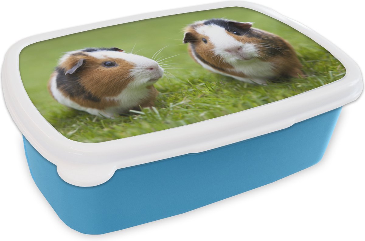 Broodtrommel Blauw - Lunchbox - Brooddoos - Twee cavia's - 18x12x6 cm - Kinderen - Jongen