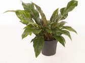 Kamerplant van Botanicly – Flamingoplant – Hoogte: 70 cm – Anthurium Jungle King