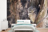Papier Peint - Papier peint photo Hibou - Arbre - Forêt - Largeur 390 cm x Hauteur 260 cm