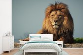 Papier peint photo peint photo Lion - nieuw - Papier fotobehang lion couché en vinyle largeur 330 cm x hauteur 220 cm - Impression photo sur papier peint vinyle (existe en 7 tailles) - chambre/salon/bureau