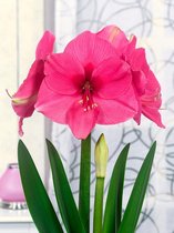 10x Hippeastrum 'Pink rival'  bloembollen met bloeigarantie