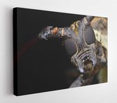 Canvas schilderij - Close up of a Longhorn beetle  -     440752582 - 50*40 Horizontal