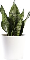 Plant in hydrocultuur systeem van Botanicly: Vrouwentongen met weinig onderhoud – in wit kleurig hydrocultuur sierpot – Hoogte: 25 cm – Sansevieria trif. Superba green