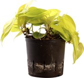 Plant in hydrocultuur systeem van Botanicly: Philodendron scandens Lemon met weinig onderhoud – Hoogte: 5 cm