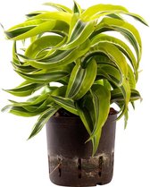 Plant in hydrocultuur systeem van Botanicly: Drakenboom met weinig onderhoud – Hoogte: 35 cm – Dracaena derem. Lemon Lime