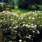 12 x Witte Herfstanemoon Honorine Jobert - Winterharde Tuinplant - Anemone 'Honorine Jobert' in 9x9cm pot met hoogte 0-10cm