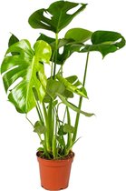 Kamerplant van Botanicly – Gatenplant – Hoogte: 75 cm – Monstera Deliciosa