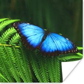 Poster Morpho vlinder - 100x100 cm XXL
