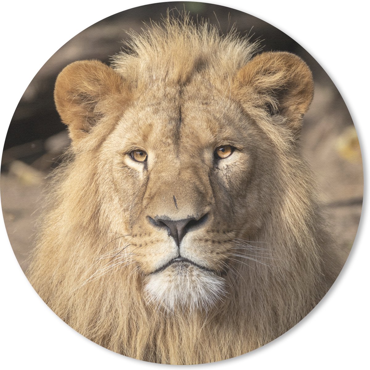 Muismat rond 30x30 cm - Mousepad Leeuwen - Roofdier - Portret - Ronde muismatten
