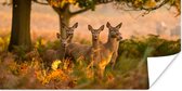 Poster Automne - Soleil - Cerf - 150x75 cm