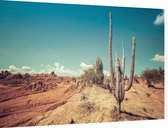 Cactus in de woestijn - Foto op Dibond - 60 x 40 cm