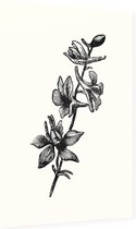 Ridderspoor zwart-wit (Larkspur) - Foto op Dibond - 40 x 60 cm