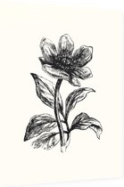 Pioenroos zwart-wit (Peony) - Foto op Dibond - 30 x 40 cm