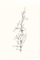 Genisteae zwart-wit Schets (Broom) - Foto op Dibond - 30 x 40 cm