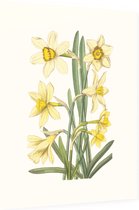 Gele Narcis Aquarel (Daffodil) - Foto op Dibond - 60 x 80 cm