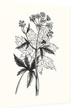 Physospermum Cornubiense zwart-wit (Cornish Bladder Seed) - Foto op Dibond - 60 x 80 cm