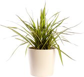 Plant in hydrocultuur systeem van Botanicly: Drakenboom met weinig onderhoud – Hoogte: 30 cm – Dracaena surculosa