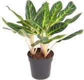 Kamerplant van Botanicly – Aglaonema – Hoogte: 70 cm – Aglaonema Key Lime