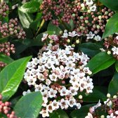 3x Viburnum tinus 'Eve Price' - Sneeuwbal - Hoogte 25-30 cm in pot