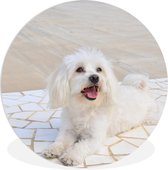 WallCircle - Wandcirkel ⌀ 30 - Een Maltezer hond ligt op een pad - Ronde schilderijen woonkamer - Wandbord rond - Muurdecoratie cirkel - Kamer decoratie binnen - Wanddecoratie muurcirkel - Woonaccessoires
