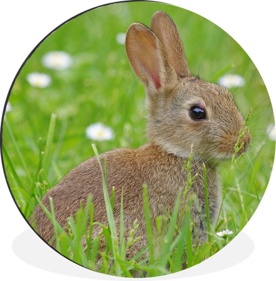 WallCircle - Wandcirkel - Muurcirkel - Konijn - Bloemen - Gras - Aluminium - Dibond - ⌀ 120 cm - Binnen en Buiten XXL