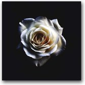 MN Collections - Schilderij - Flower Photography. - Zwart, Wit En Geel - 100 X 100 Cm