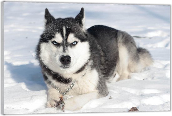 Bol Com Plexiglas Husky Met Blauwe Ogen In De Sneeuw 60x40 Met Ophangsysteem