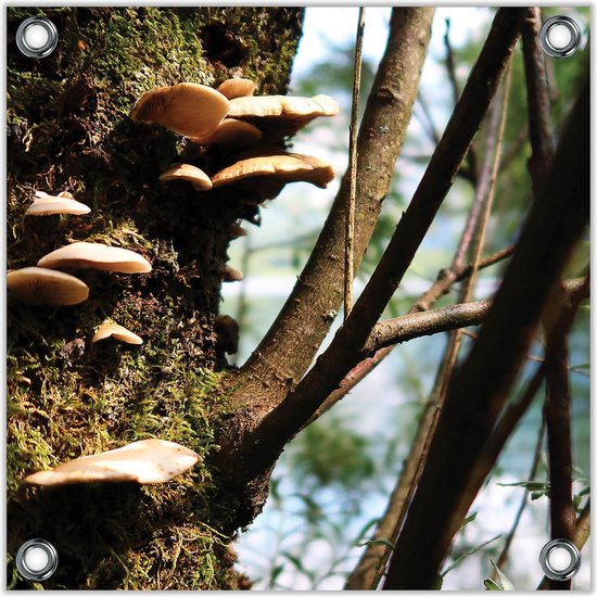 Tuinposter –Paddenstoelen aan een Boom– 50x50 Foto op Tuinposter (wanddecoratie voor buiten en binnen)