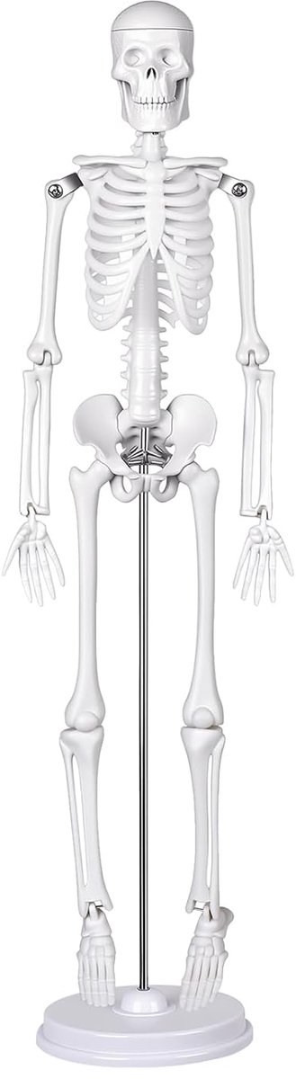 ERWEY Skull skeleton model for anatomy education skeleton model 45 cm - ShopVlot