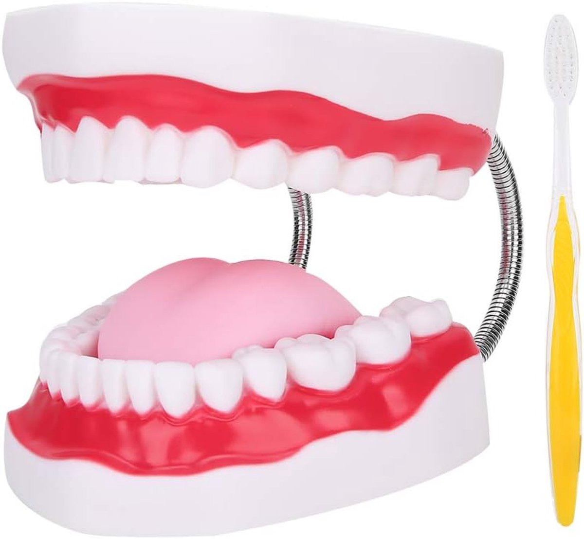 Dental Demonstration Dental Model, PVC Material Dental Models, Dental Teeth Model, Tooth Shape Compatible For Hospital - ShopVlot