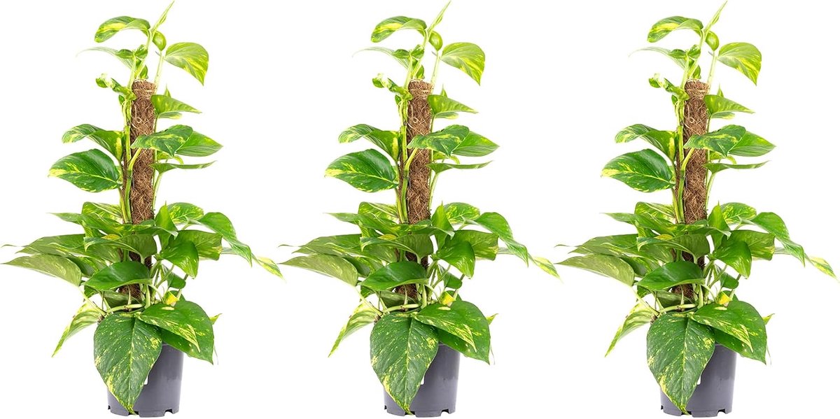 Set of 3 ivy on moss stick - real houseplant, Epipremnum aureum - height approx. 50 cm, pot Ø 15 cm - ShopVlot