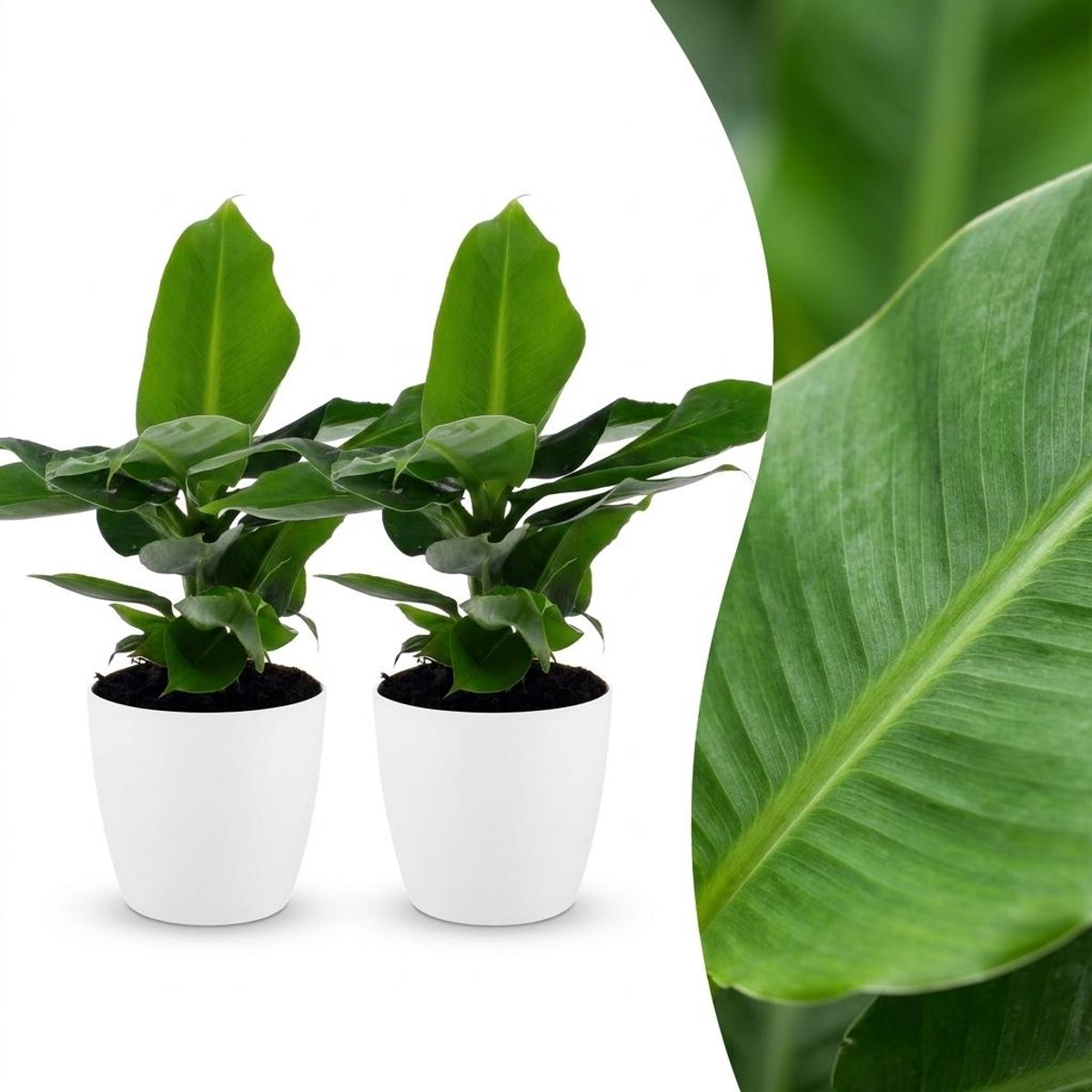 Green boutiQ - Musa Oriental Dwarf - Dwergbanaan - 2 Planten - met Potter Wit - Pot 12cm - Hoogte - 30cm