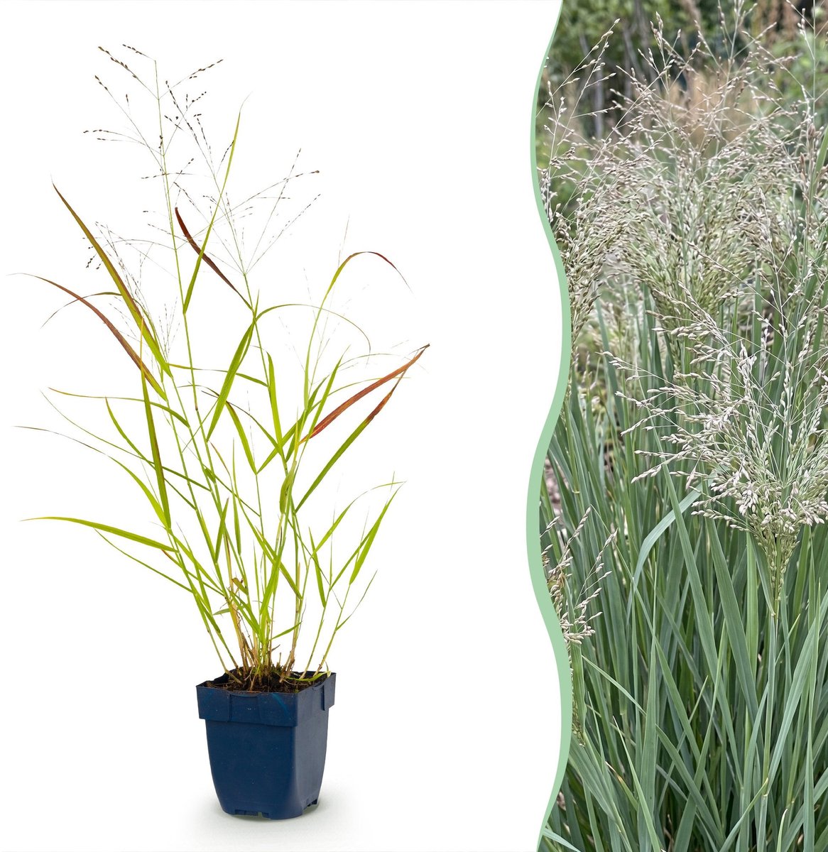 Green boutiQ - Grassen - Panicum virg. Heavy Metal - Prairiegraan - Met Pluim - Blauw - 1 Plant - Pot 11cm - Hoogte 15-25cm