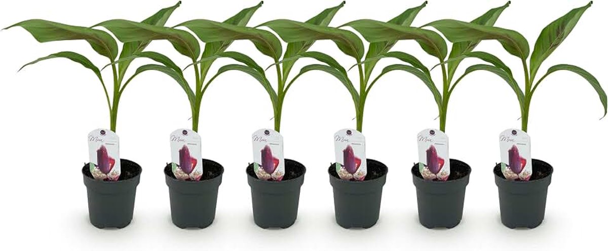 Plant - Musa sikkemensis Red Tiger - Winterhard - 6 planten - 30cm - Ø15cm - Tuinplant