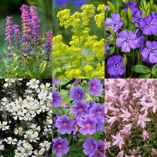 Collage van zes verschillende bloemen: paarse Salvia, groene Alchemilla, paarse ooievaarsbek, blauwe vinca, witte bloempjes en roze campanula.