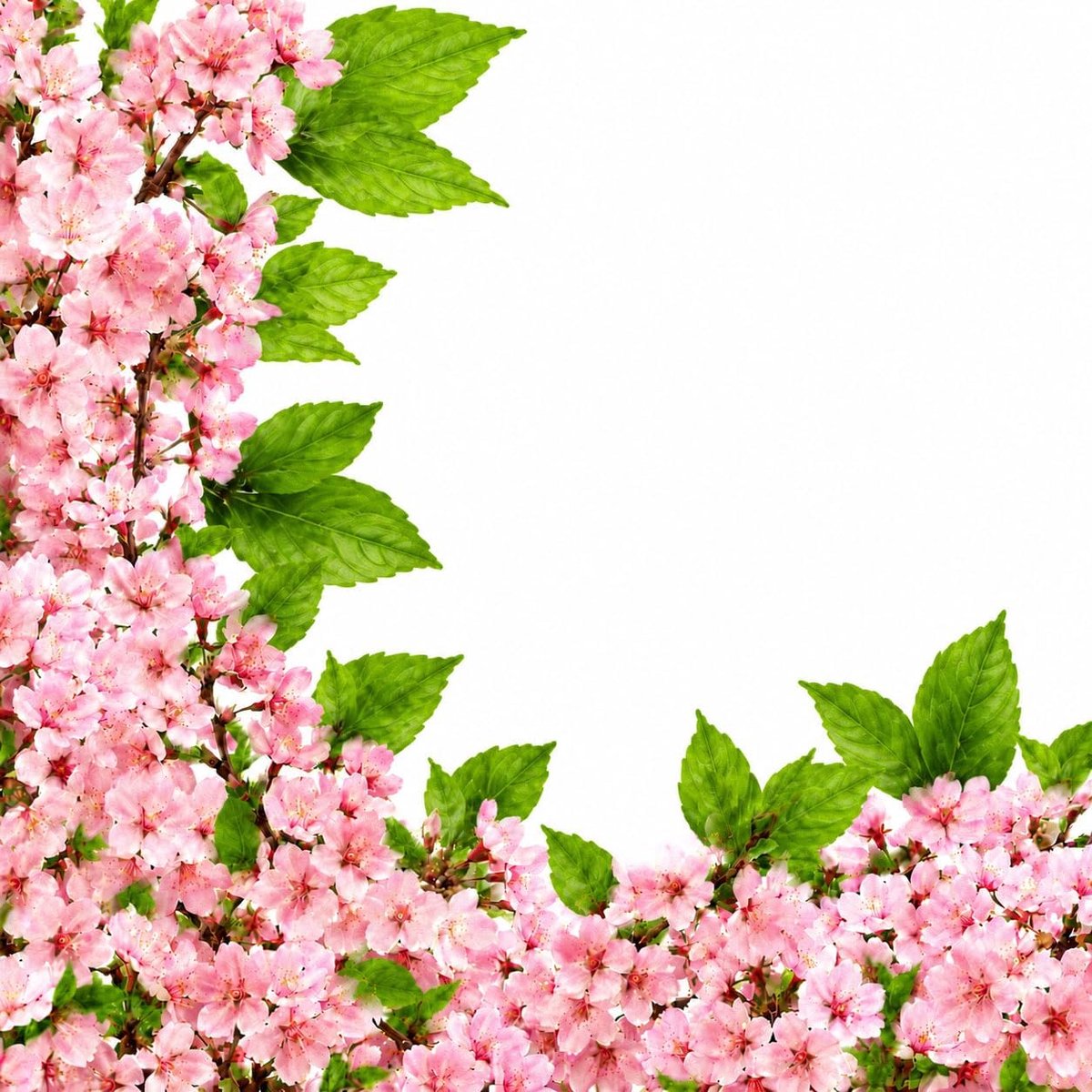 SnelShoppen - 2 stuks 240 cm Kunstmatige Kersenbloesem Bloemenslingers - Realistische Roze Zijden Wijnstokken voor Bruiloft, Feest, Muur, Slaapkamer e