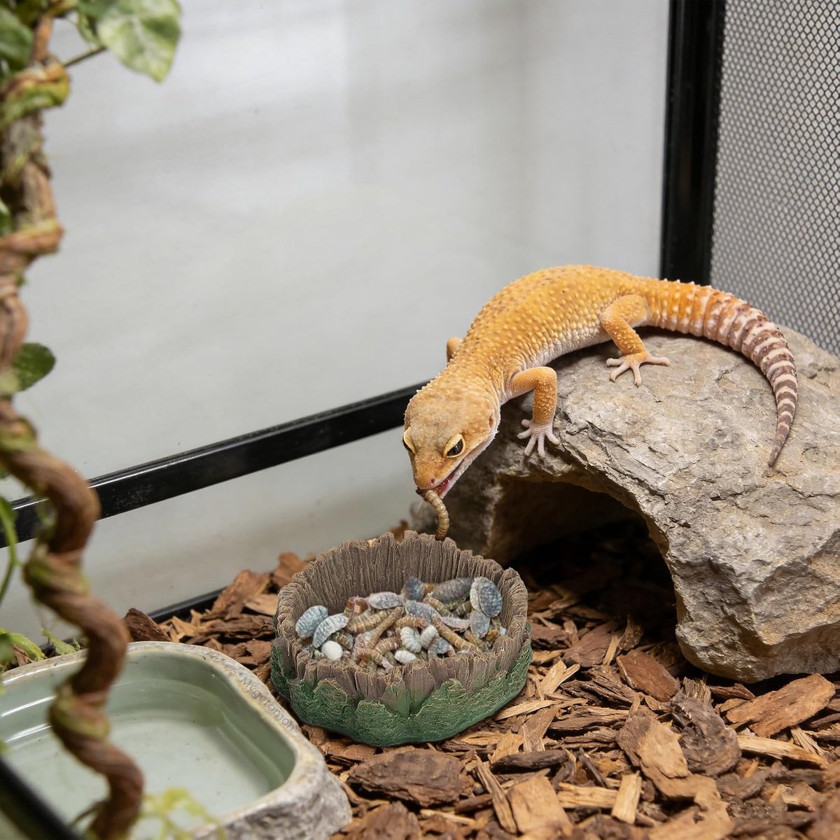 terrarium accessoires reptielen voederschaal gekko waterschaal 2