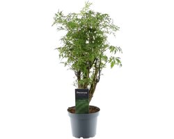Trendyplants - Polyscias Hawaiiana Ming - Aralia - Kamerplant - Hoogte 35-55 cm - Potmaat Ø12cm