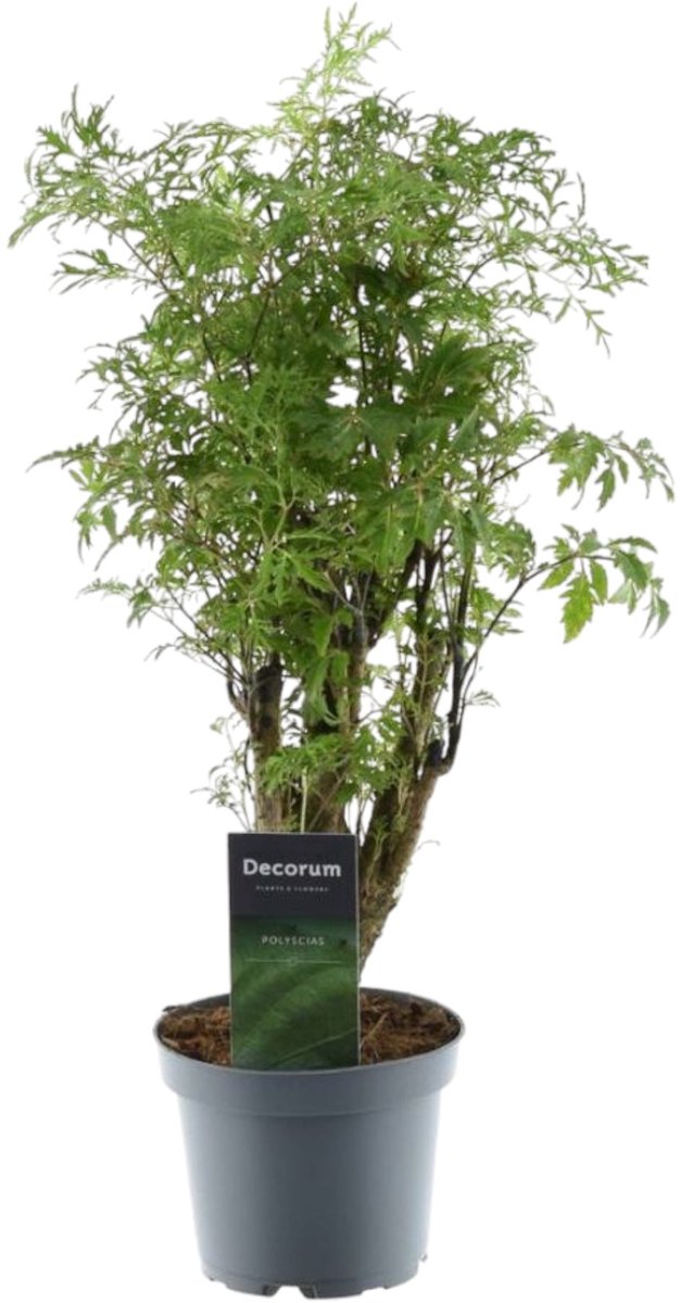 Bol.com Trendyplants - Polyscias Hawaiiana Ming - Aralia - Kamerplant - Hoogte 35-55 cm - Potmaat Ø12cm aanbieding